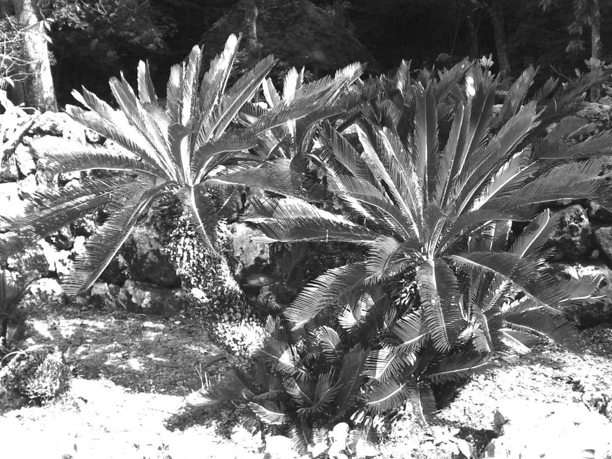 f:id:sinden:20201027172059j:plain f:id:sinden:20201027172059j:plain