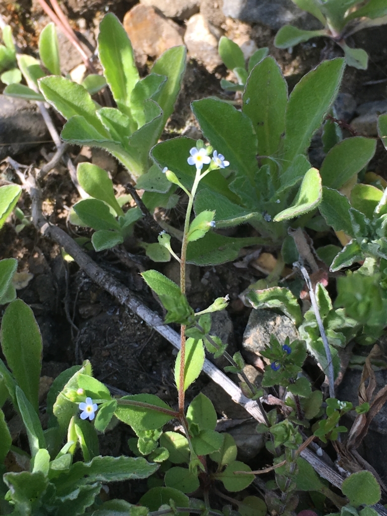 f:id:sindenekoninaru:20180331090603j:plain f:id:sindenekoninaru:20180331090603j:plain