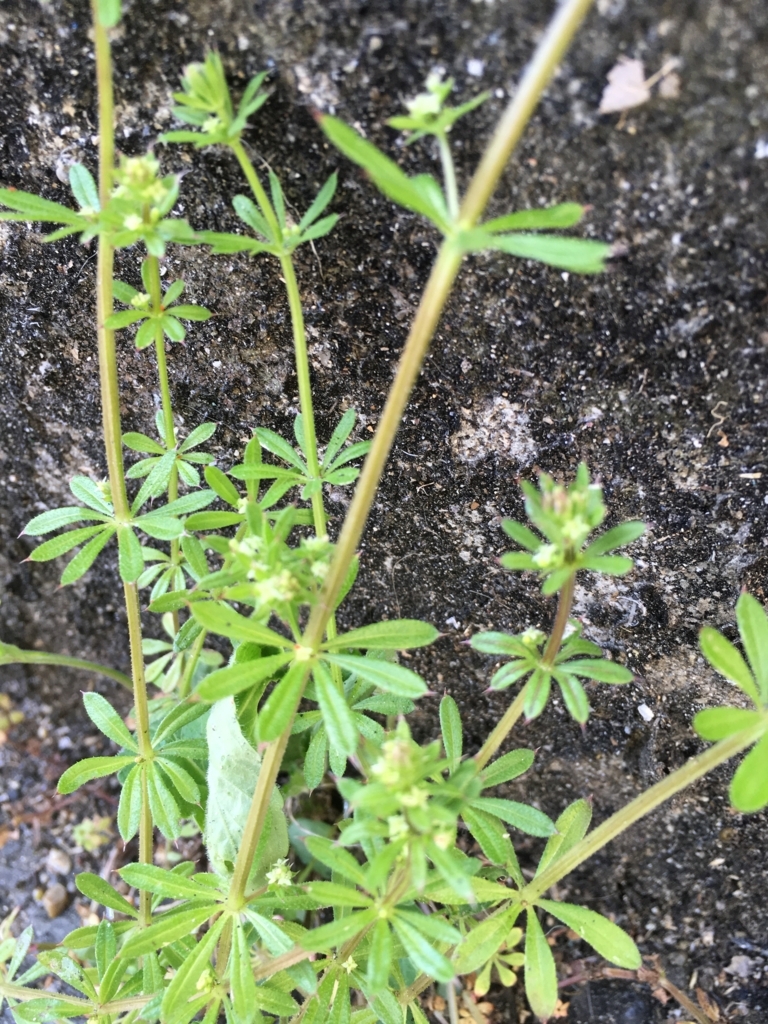 f:id:sindenekoninaru:20180331093039j:plain f:id:sindenekoninaru:20180331093039j:plain