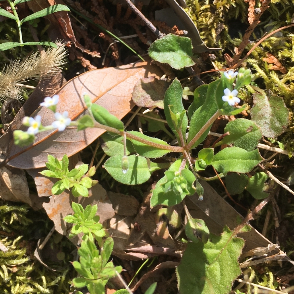f:id:sindenekoninaru:20180331093532j:plain f:id:sindenekoninaru:20180331093532j:plain