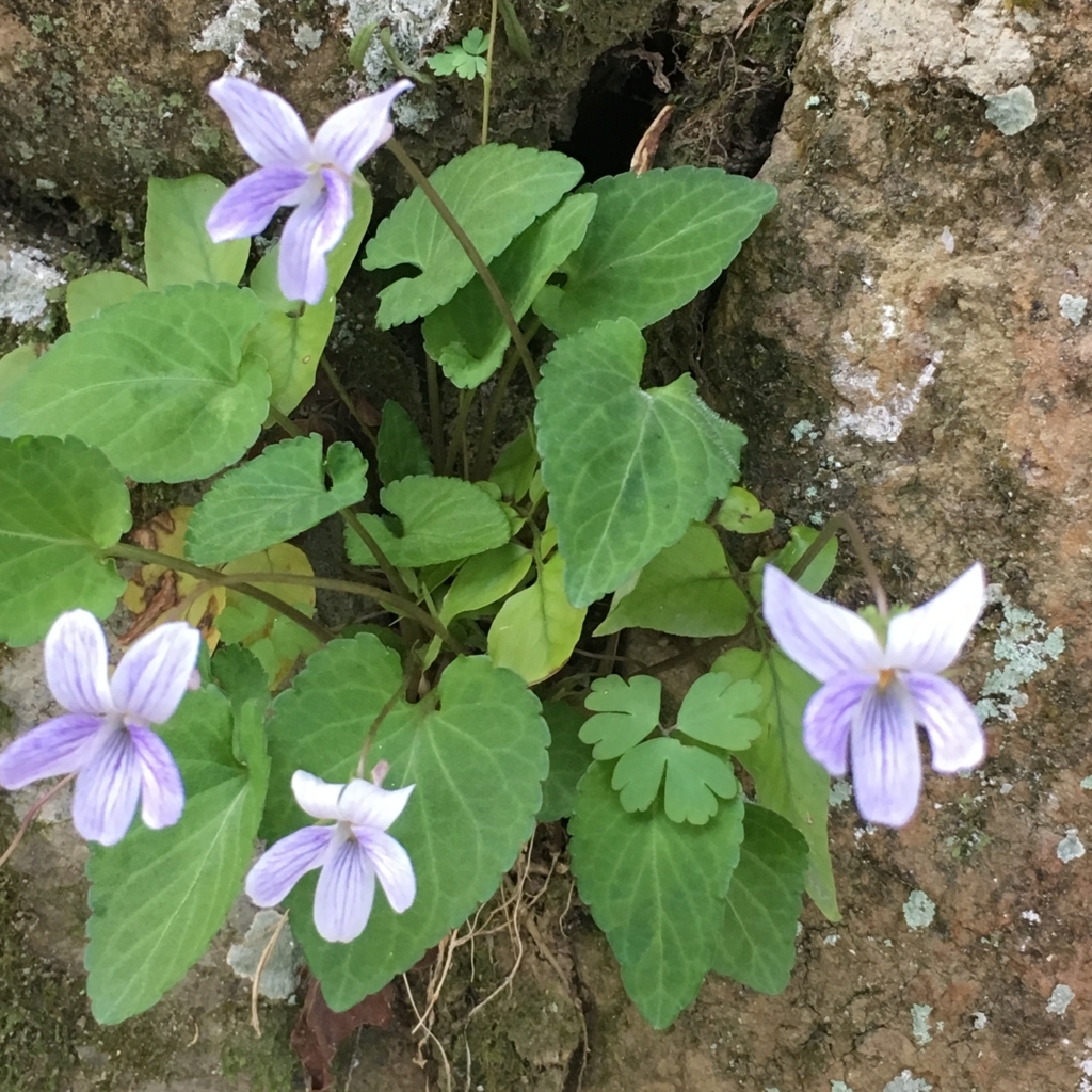 f:id:sindenekoninaru:20180331115119j:plain f:id:sindenekoninaru:20180331115119j:plain