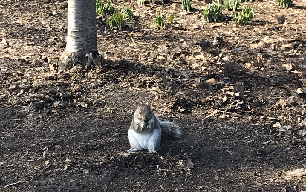 f:id:singarden:20190225135626j:plain f:id:singarden:20190225135626j:plain