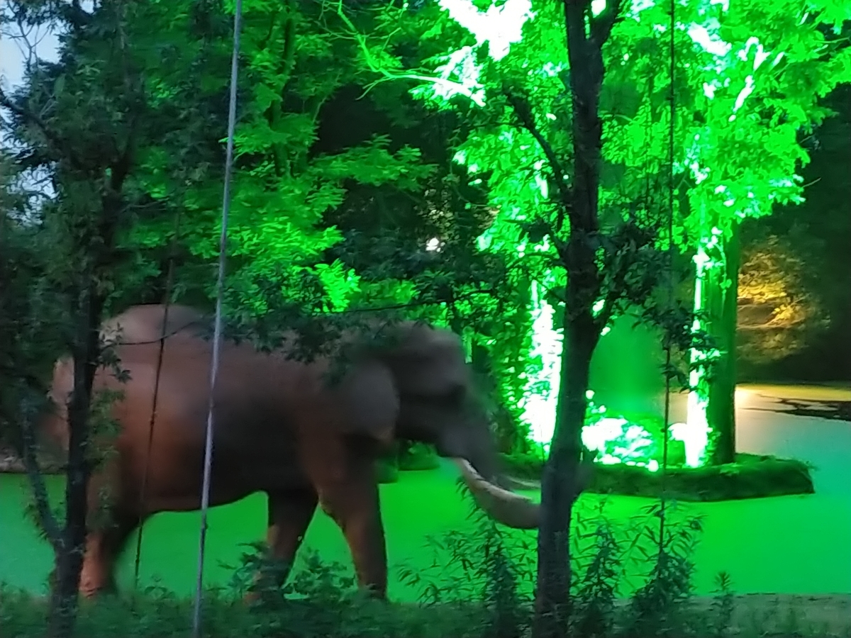 宮城への旅「夜の動物園 ナイトズージアム2019」映画と音楽 仙台八木山動物公園 楽活!収入増やして人生を楽しく! 宮城への旅「夜の動物園 ナイトズージアム2019」映画と音楽 仙台八木山動物公園 楽活!収入増やして人生を楽しく!