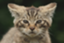 f:id:singark071781:20211004070726p:plain