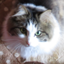 f:id:singark071781:20211127191816p:plain