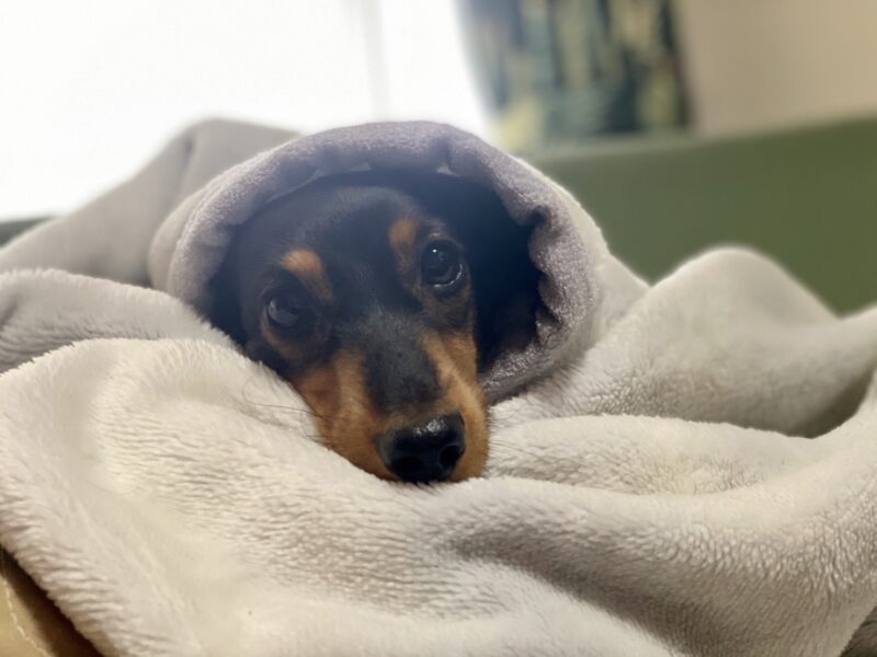 小型犬の飼いやすさとメリット
