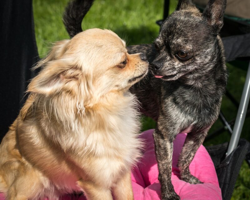 小型犬とは