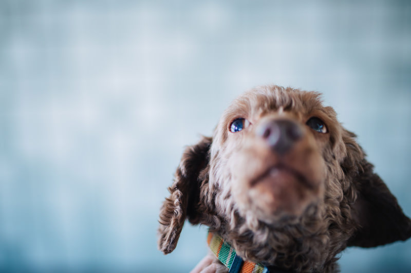 犬の夜泣き対策に有効なアイテムはありますか?