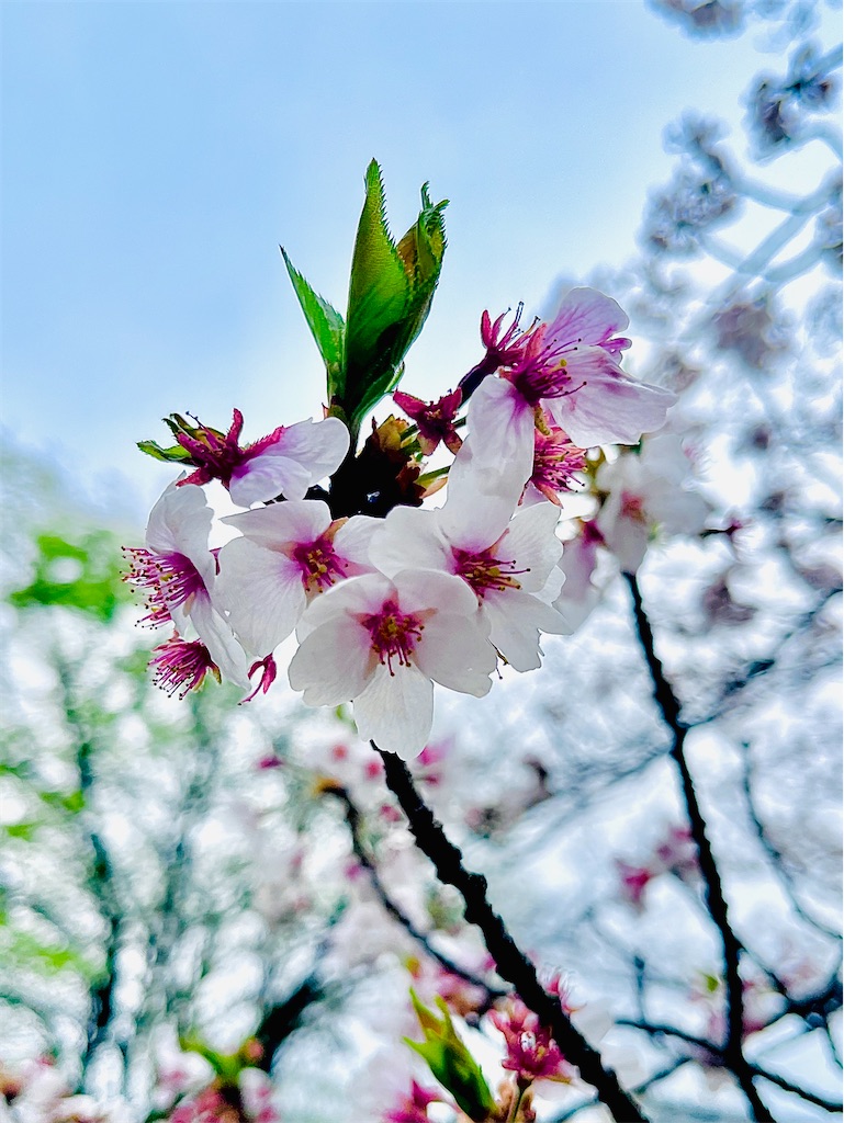 f:id:single-father-ajitama:20250413114955j:image