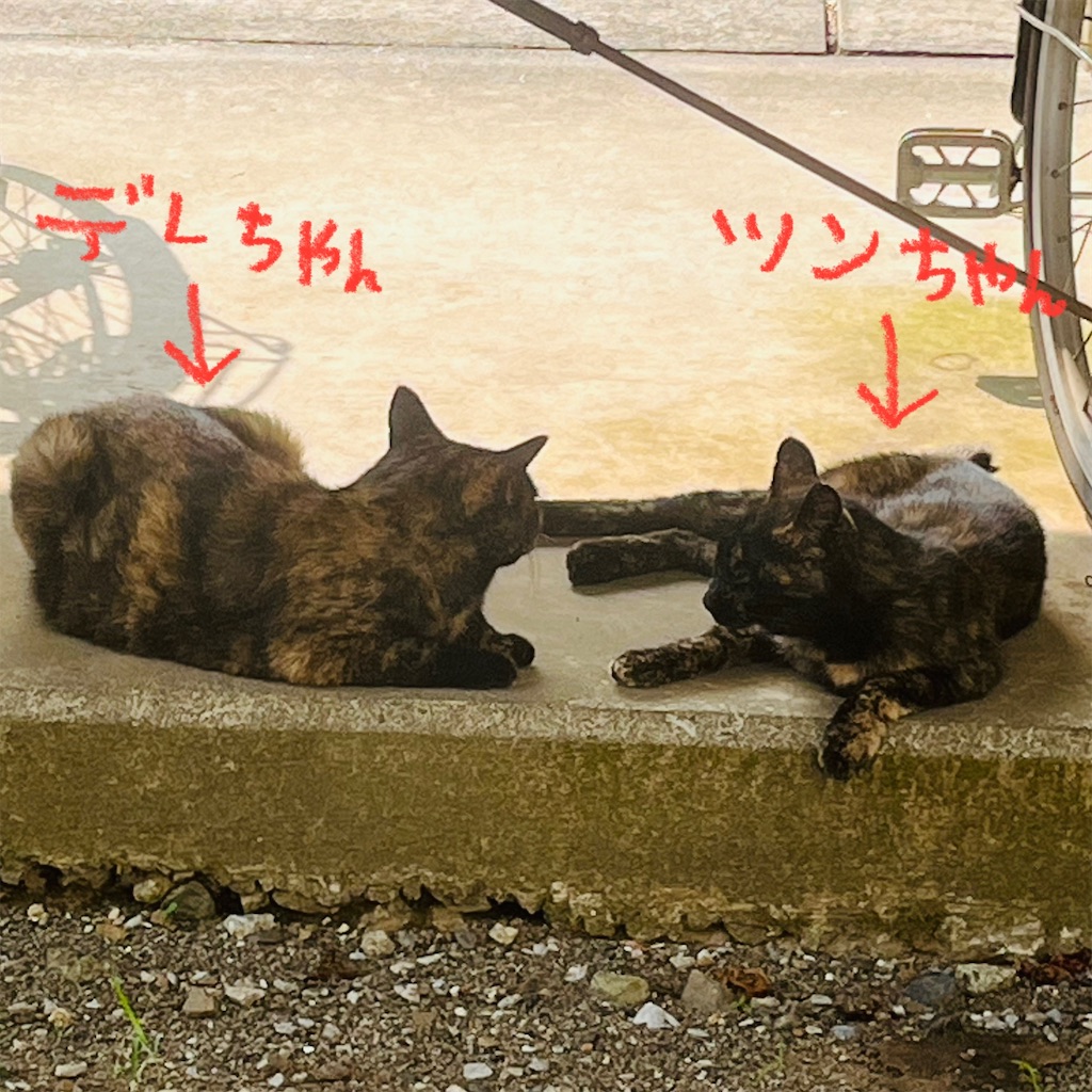 f:id:single-father-ajitama:20251208204809j:image f:id:single-father-ajitama:20251208204809j:image