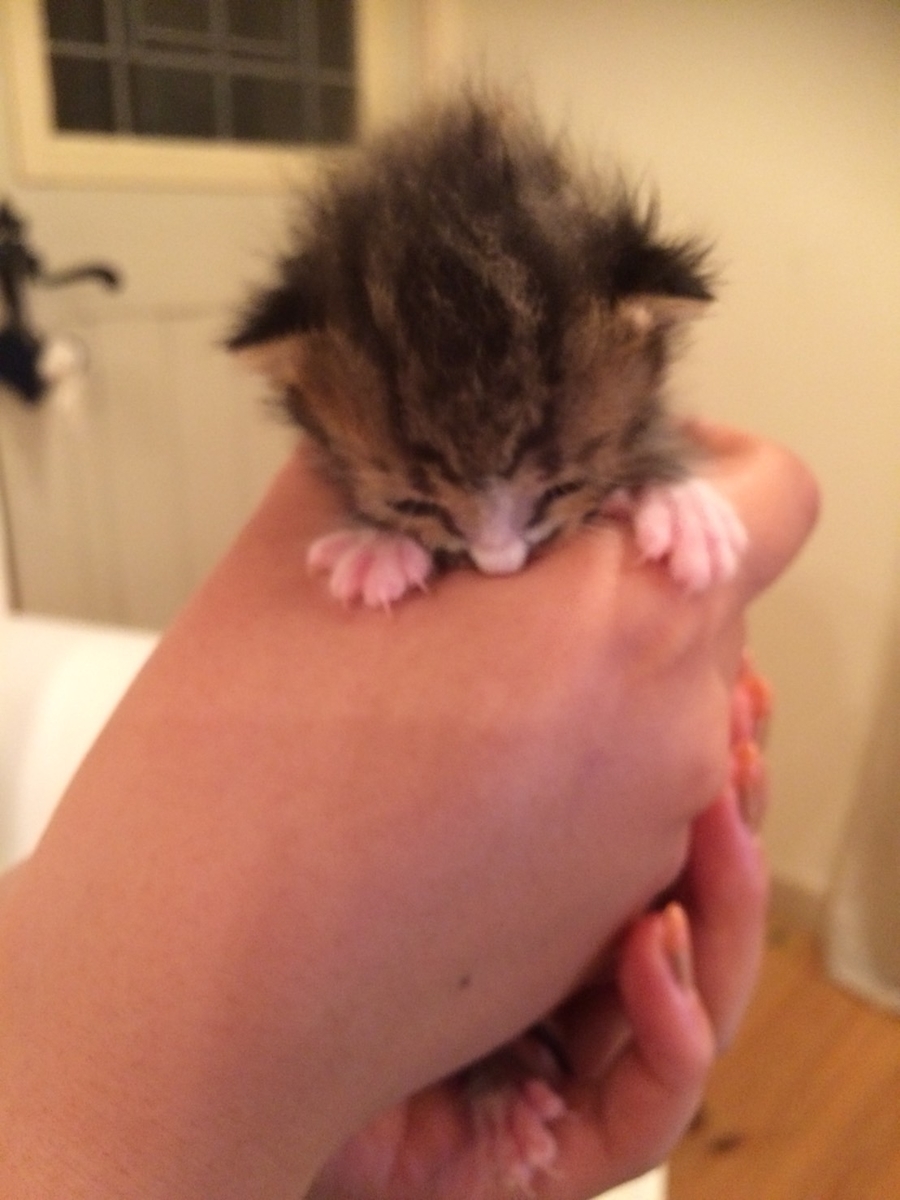 f:id:singlenaritai:20200427173403j:plain