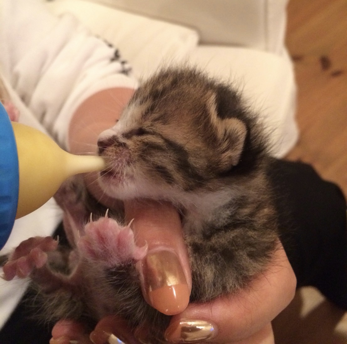 f:id:singlenaritai:20200427173445j:plain