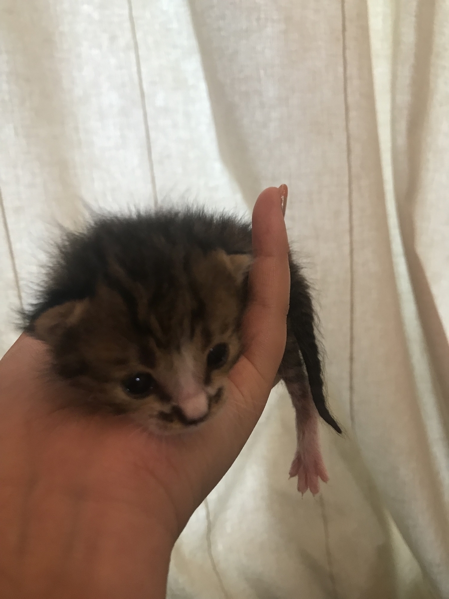 f:id:singlenaritai:20200427173511j:plain