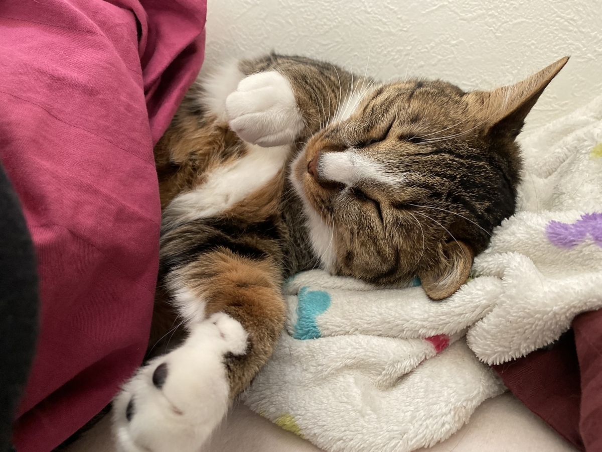 f:id:singlenaritai:20200505115921j:plain