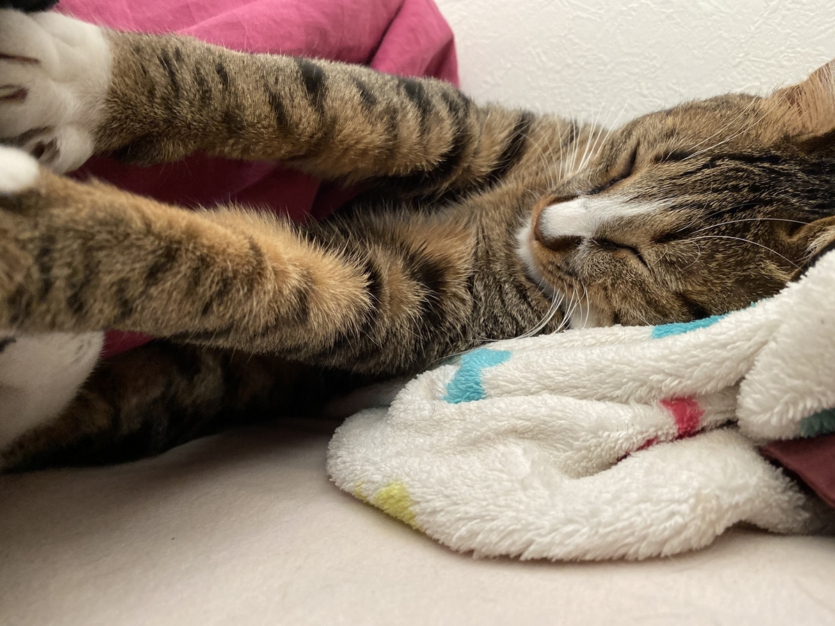 f:id:singlenaritai:20200505120313j:plain