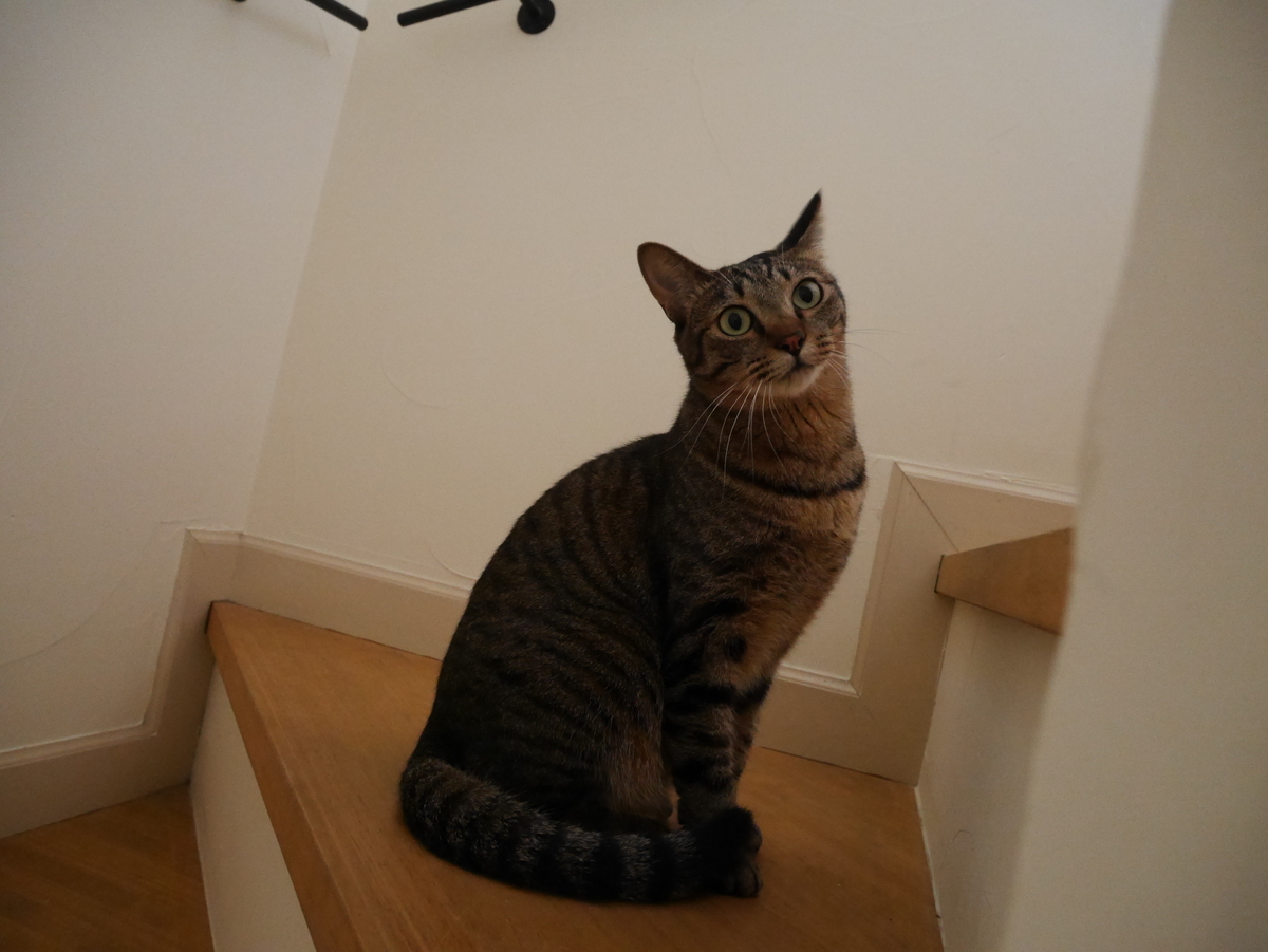 f:id:singlenaritai:20200511150614j:plain