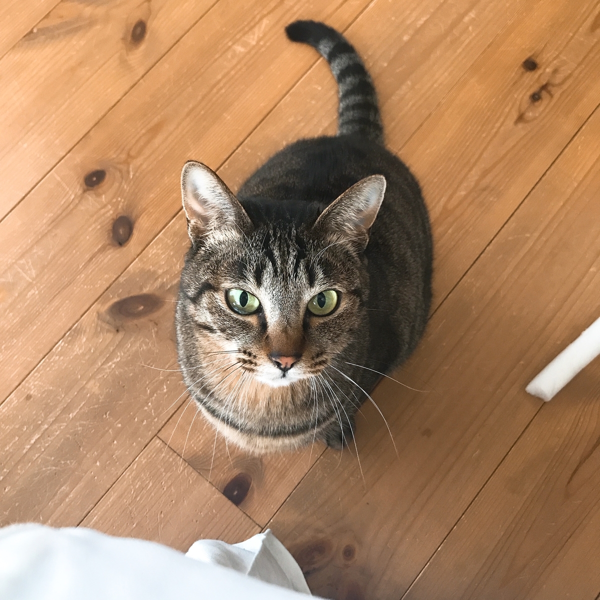 f:id:singlenaritai:20200511150920j:plain