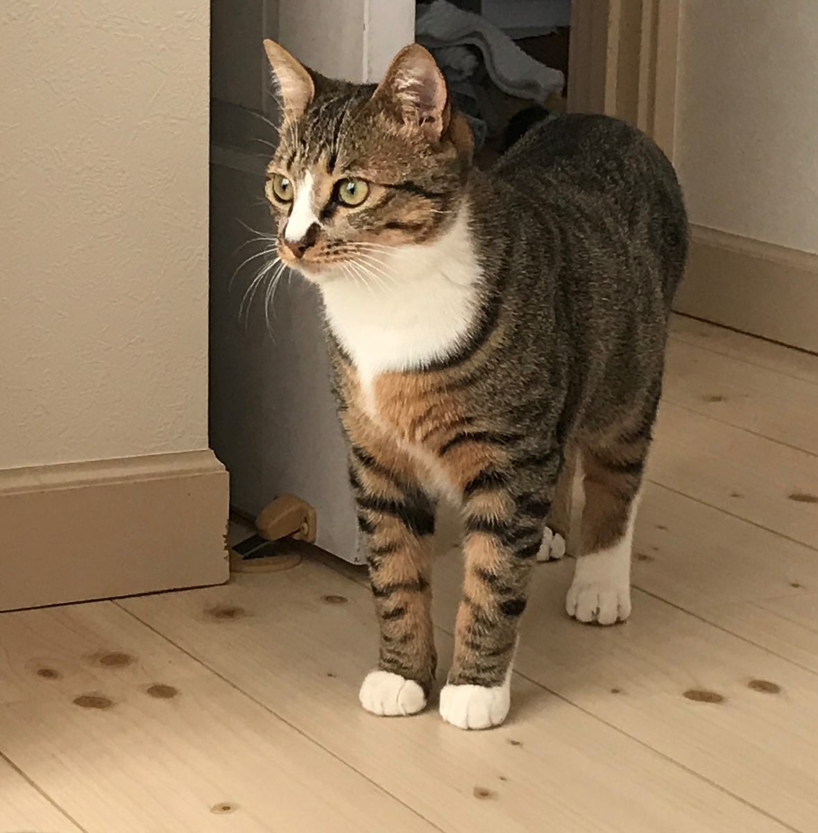 f:id:singlenaritai:20200511153405j:plain