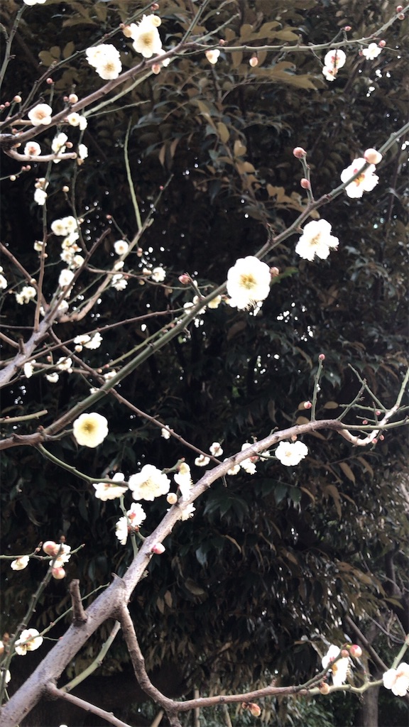f:id:singyukaring:20190225084726j:image f:id:singyukaring:20190225084726j:image