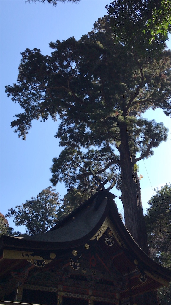 f:id:singyukaring:20190225093138j:image f:id:singyukaring:20190225093138j:image