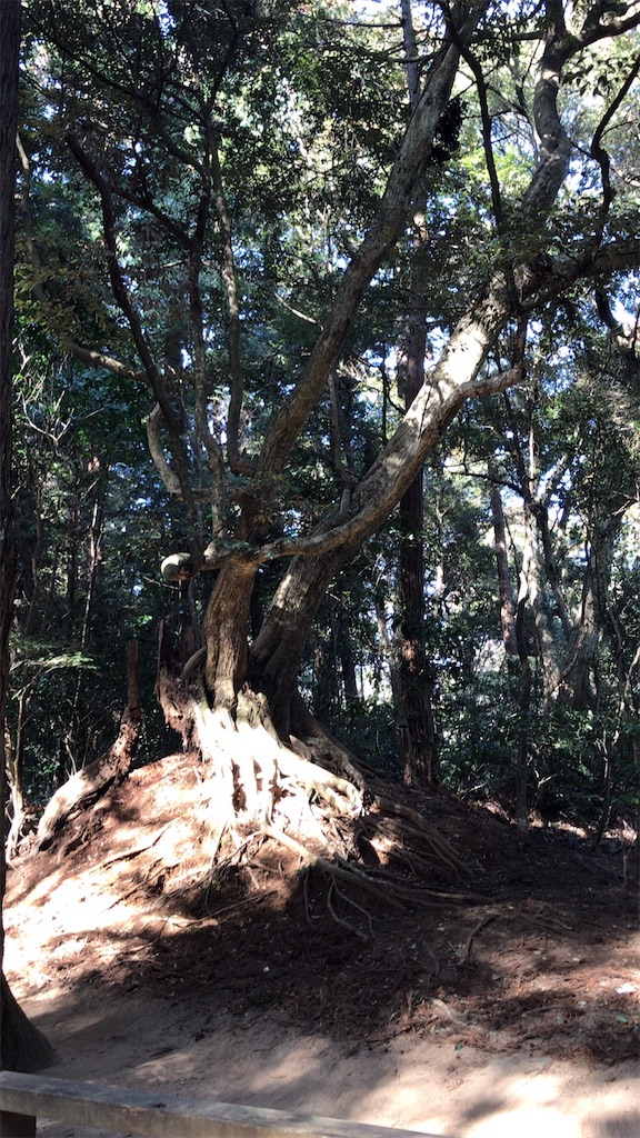 f:id:singyukaring:20190225093941j:image f:id:singyukaring:20190225093941j:image