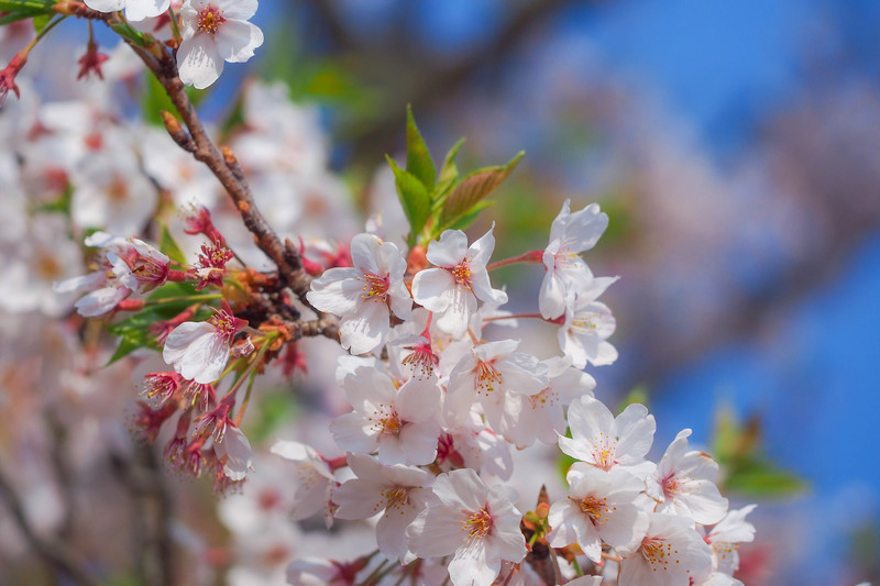 f:id:sink2009:20190406160218j:plain