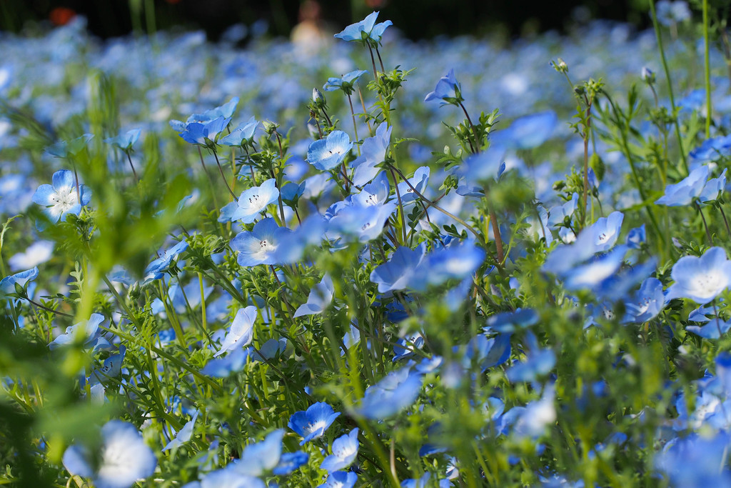 f:id:sink2009:20190428144627j:plain