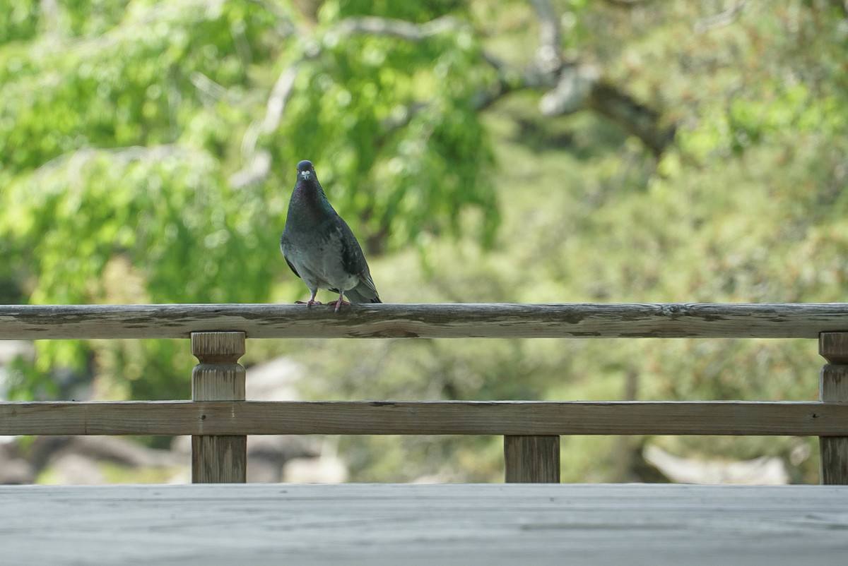 f:id:sink2009:20210425115559j:plain