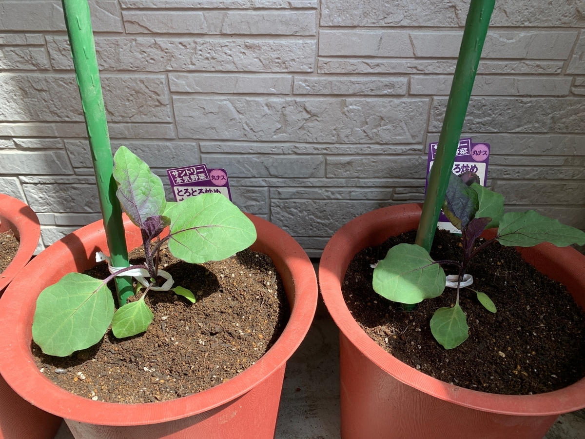 初心者ですが家庭菜園始めました 夏野菜代表 ナスとトマトのベランダ栽培 Saraのゆるゆるりライフ