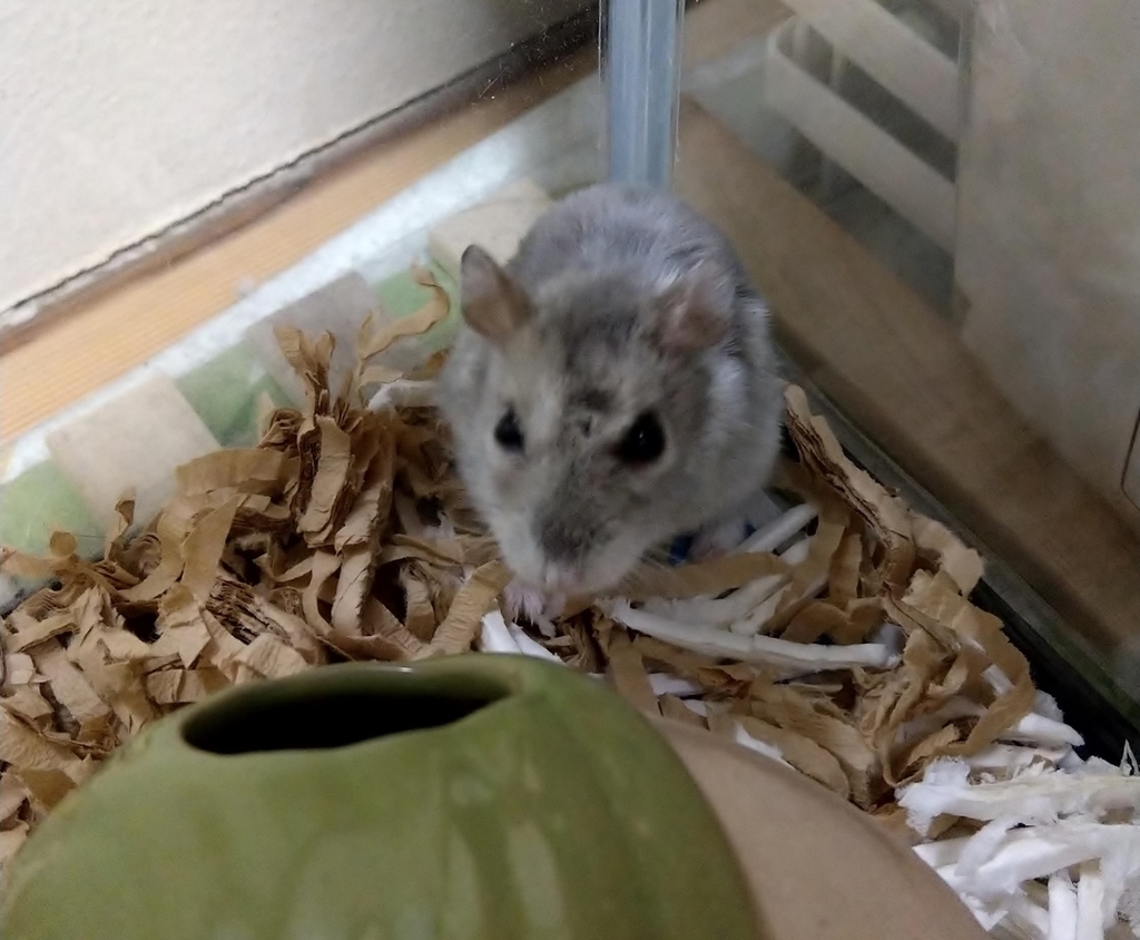 f:id:sinmogera:20190226200244j:plain f:id:sinmogera:20190226200244j:plain