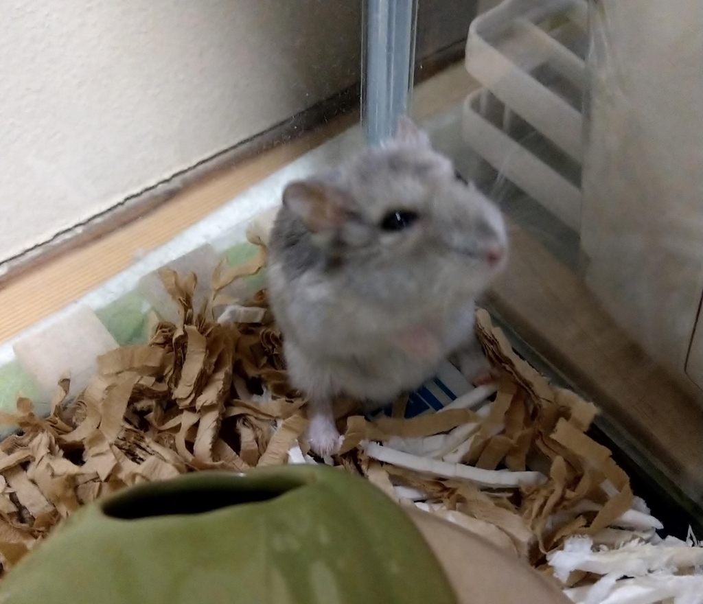 f:id:sinmogera:20190226200357j:plain f:id:sinmogera:20190226200357j:plain