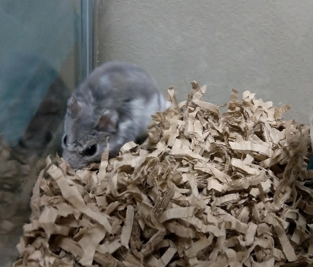 f:id:sinmogera:20190226200553j:plain f:id:sinmogera:20190226200553j:plain