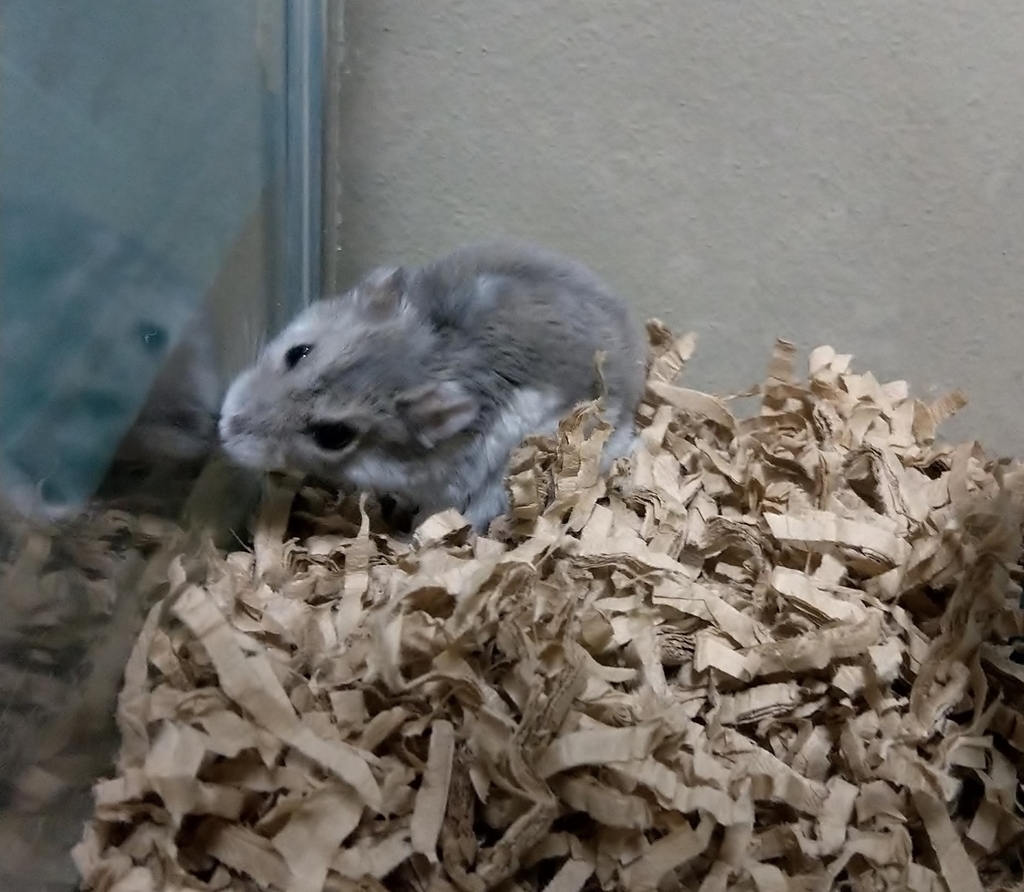 f:id:sinmogera:20190226200706j:plain f:id:sinmogera:20190226200706j:plain