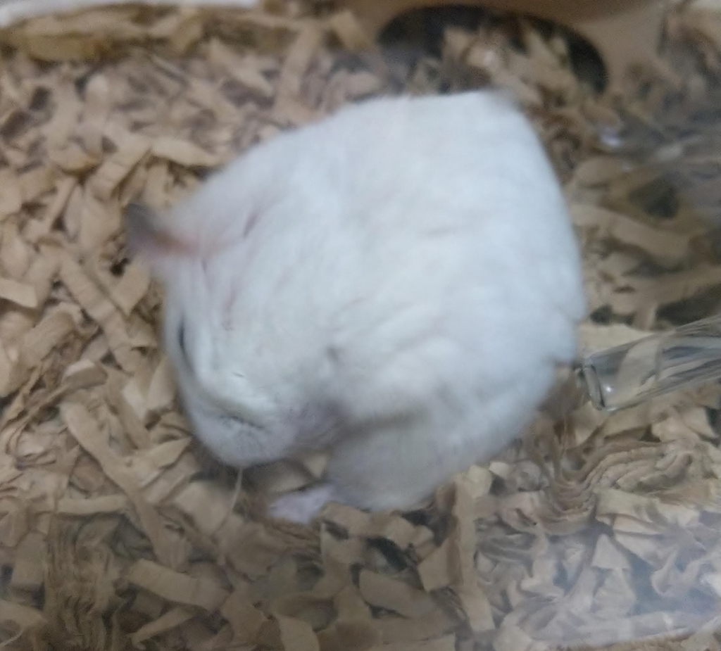f:id:sinmogera:20190226201523j:plain f:id:sinmogera:20190226201523j:plain