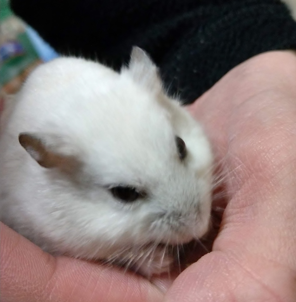 f:id:sinmogera:20190226201831j:plain f:id:sinmogera:20190226201831j:plain