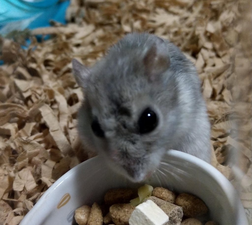 f:id:sinmogera:20190226202650j:plain f:id:sinmogera:20190226202650j:plain