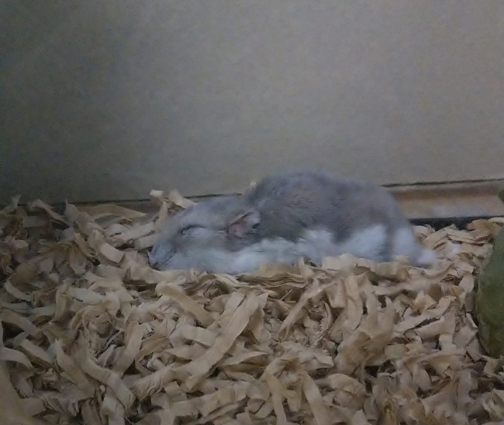 f:id:sinmogera:20190227233801j:plain f:id:sinmogera:20190227233801j:plain
