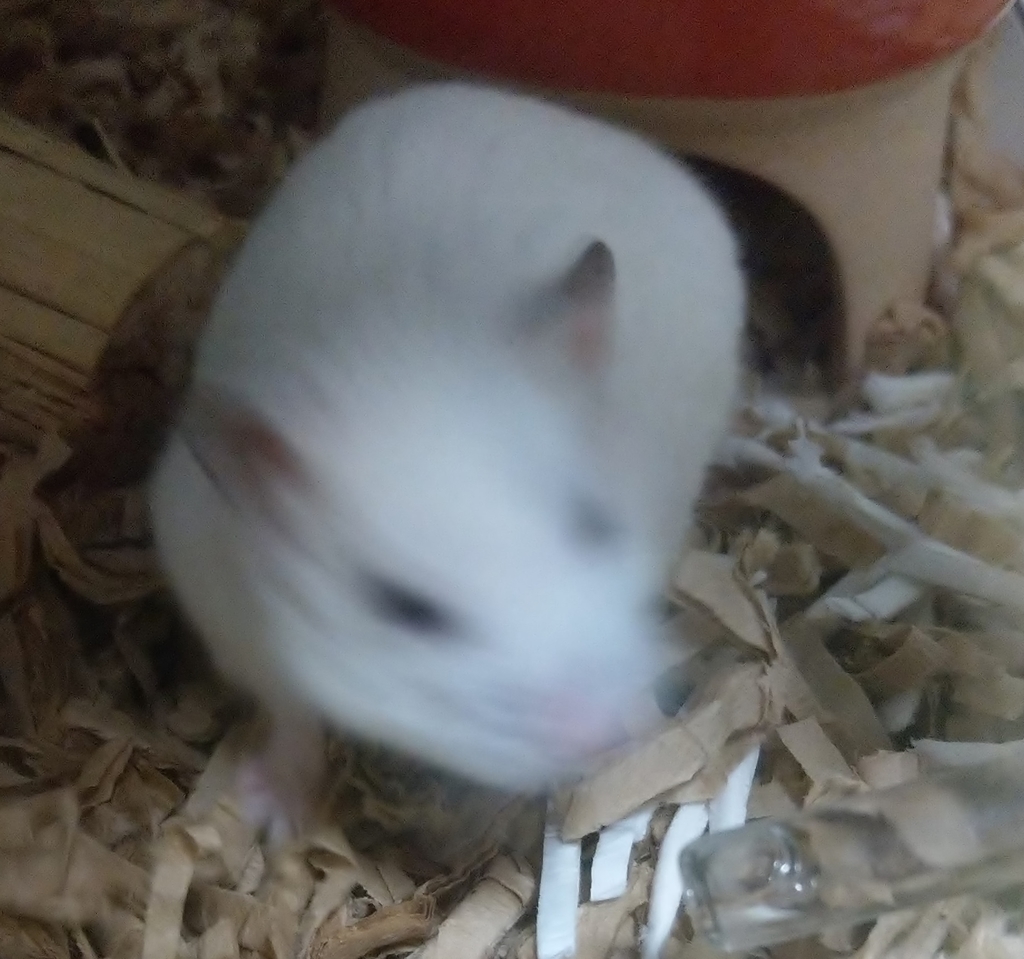 f:id:sinmogera:20190227235125j:plain f:id:sinmogera:20190227235125j:plain