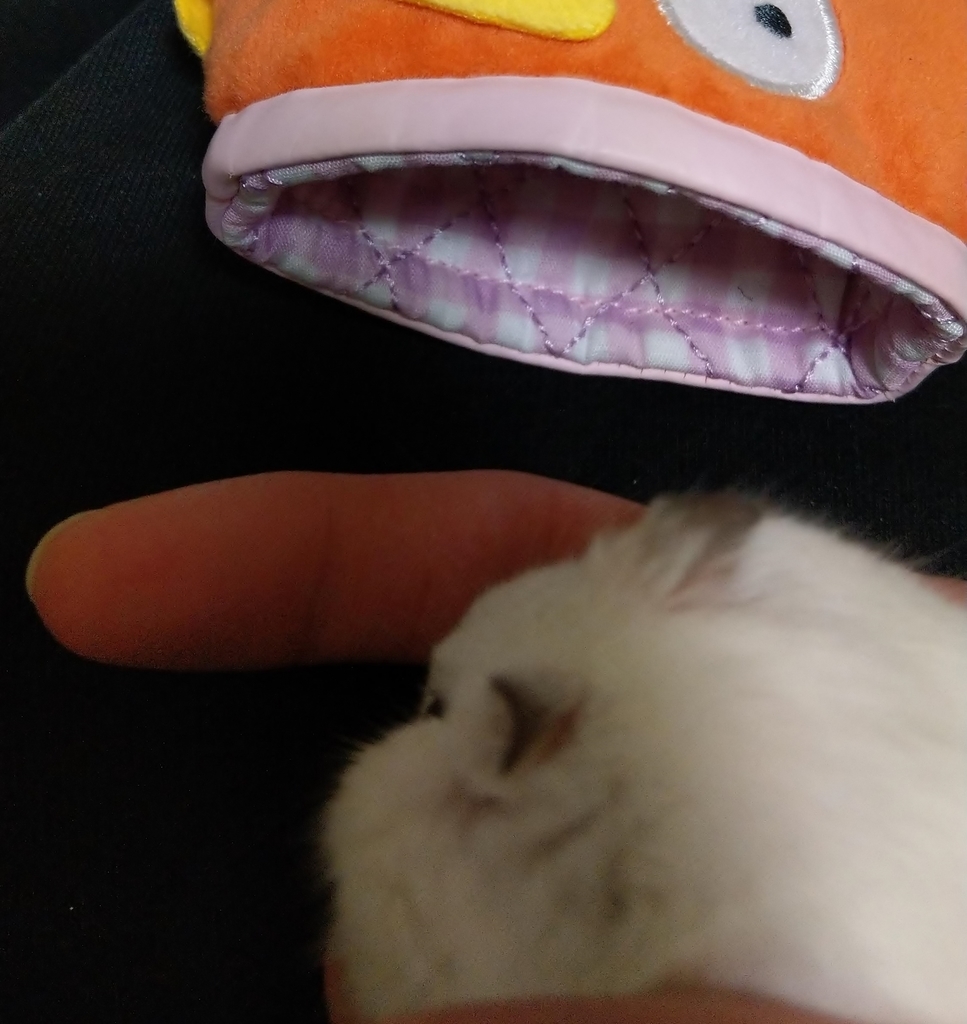 f:id:sinmogera:20190228000340j:plain f:id:sinmogera:20190228000340j:plain