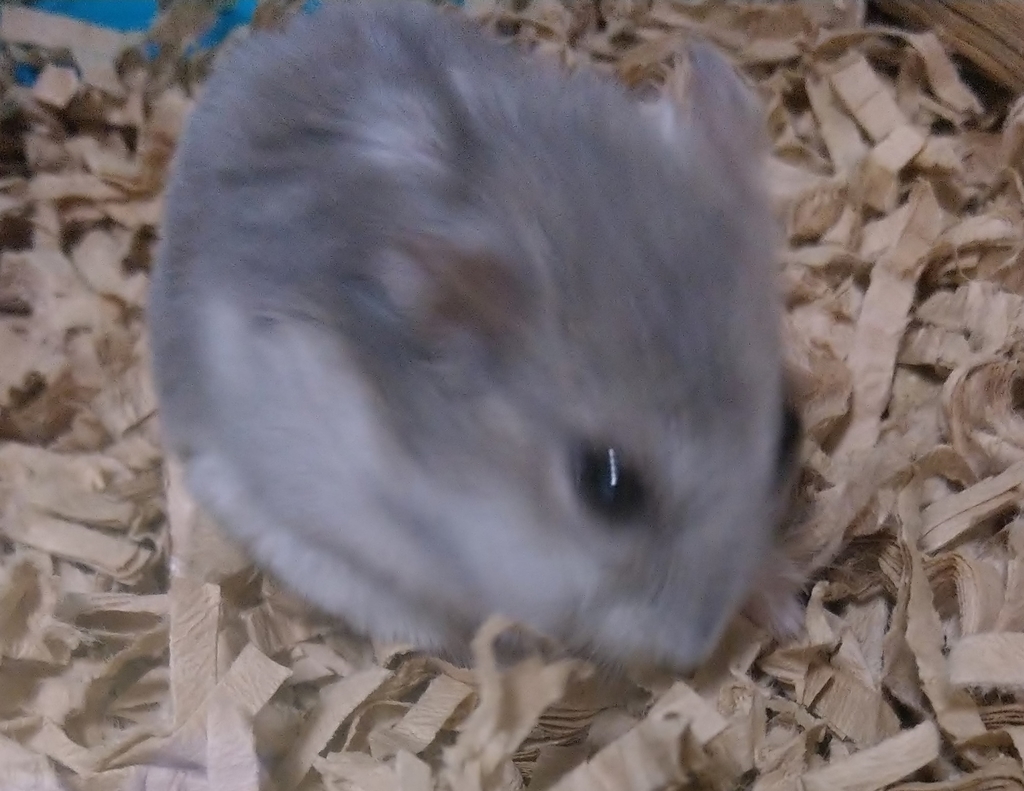 f:id:sinmogera:20190228001223j:plain f:id:sinmogera:20190228001223j:plain