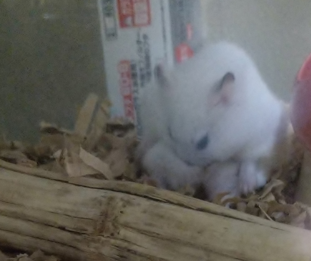 f:id:sinmogera:20190228002249j:plain f:id:sinmogera:20190228002249j:plain