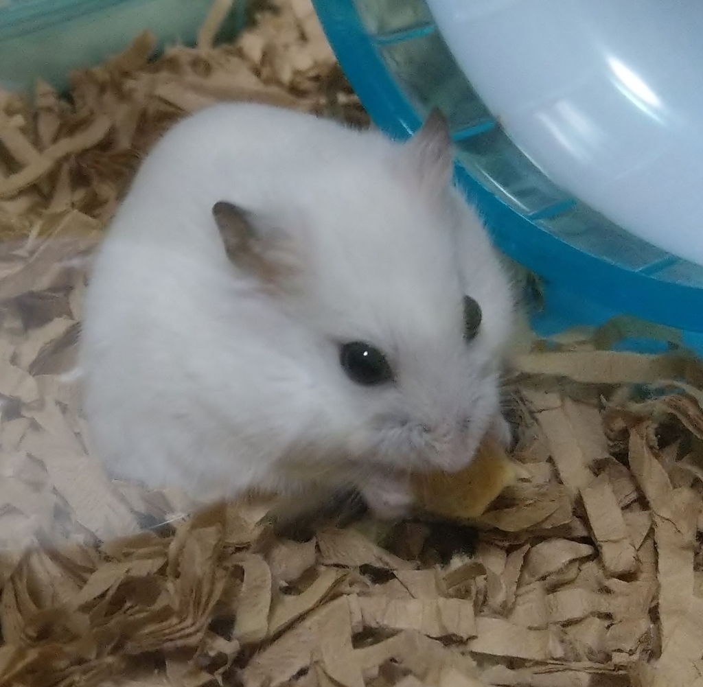 f:id:sinmogera:20190228003100j:plain f:id:sinmogera:20190228003100j:plain