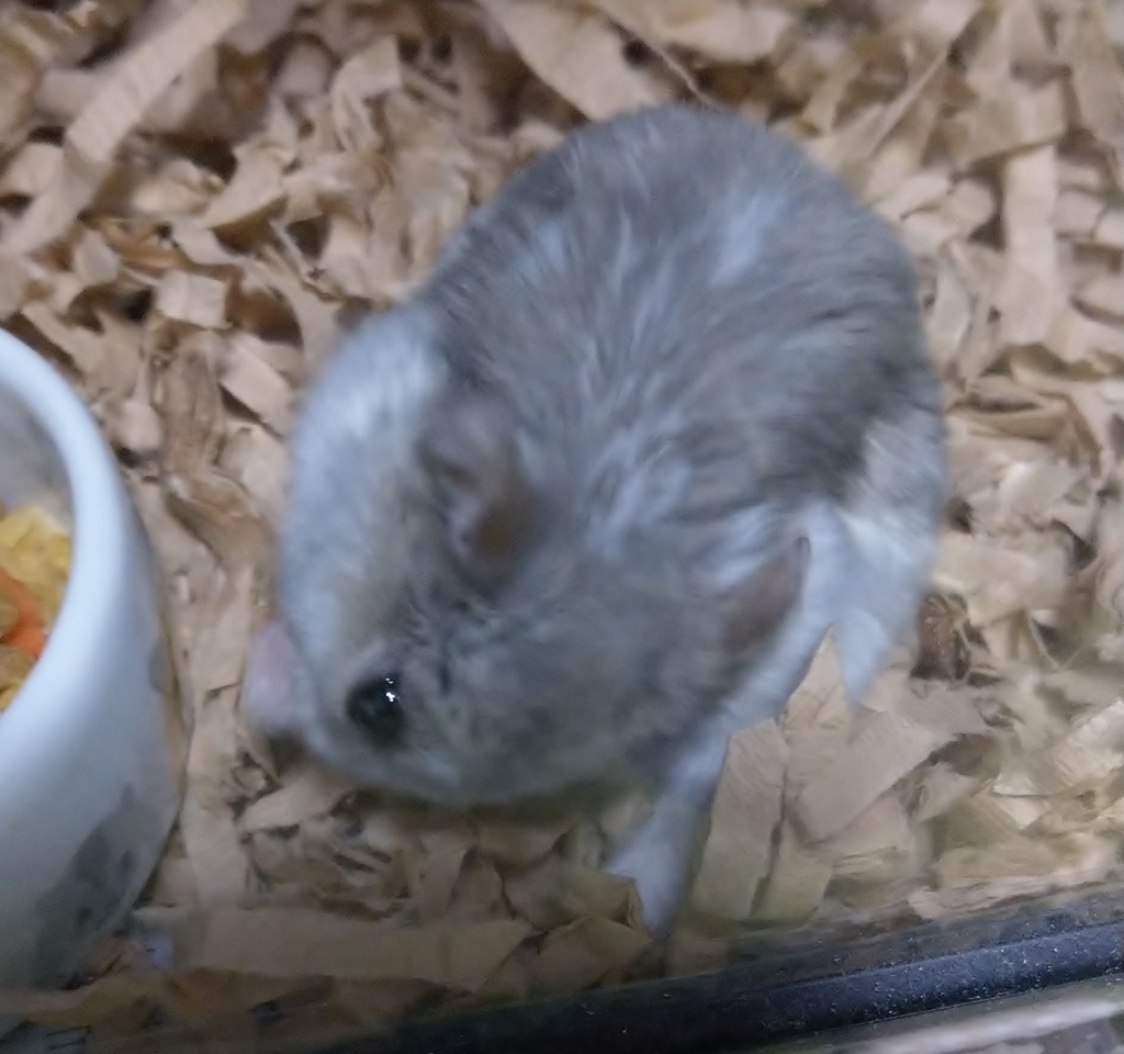 f:id:sinmogera:20190302011426j:plain f:id:sinmogera:20190302011426j:plain