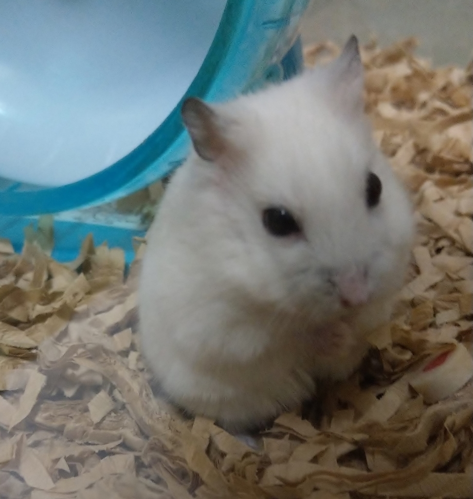 f:id:sinmogera:20190302011517j:plain f:id:sinmogera:20190302011517j:plain