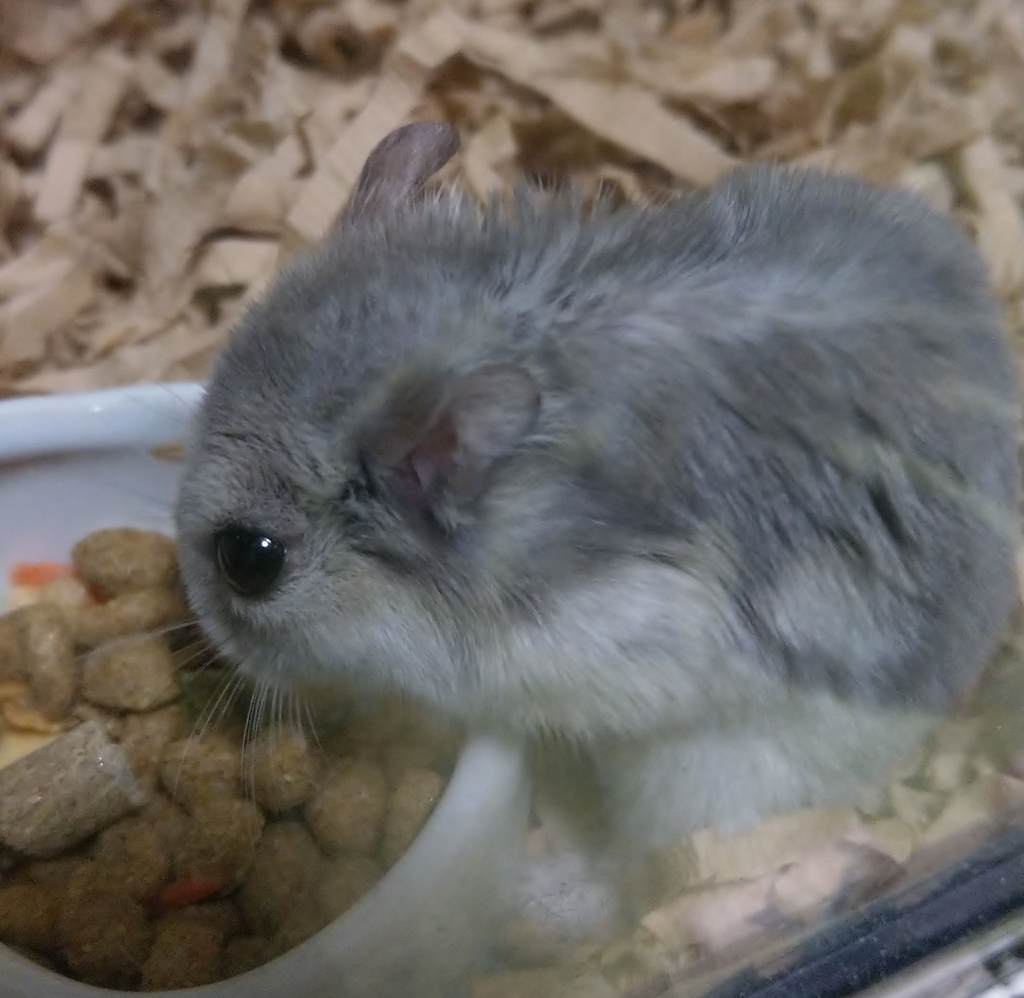 f:id:sinmogera:20190302013102j:plain f:id:sinmogera:20190302013102j:plain