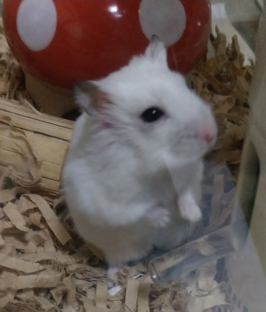 f:id:sinmogera:20190302013538j:plain f:id:sinmogera:20190302013538j:plain