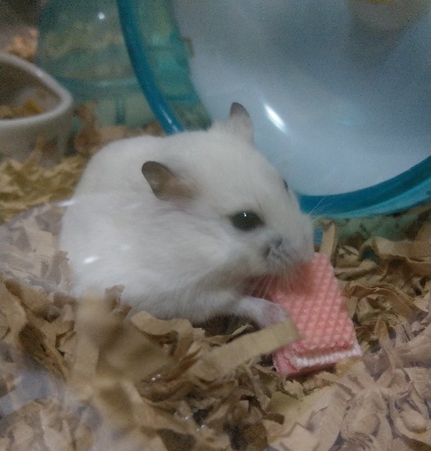 f:id:sinmogera:20190309004347j:image f:id:sinmogera:20190309004347j:image