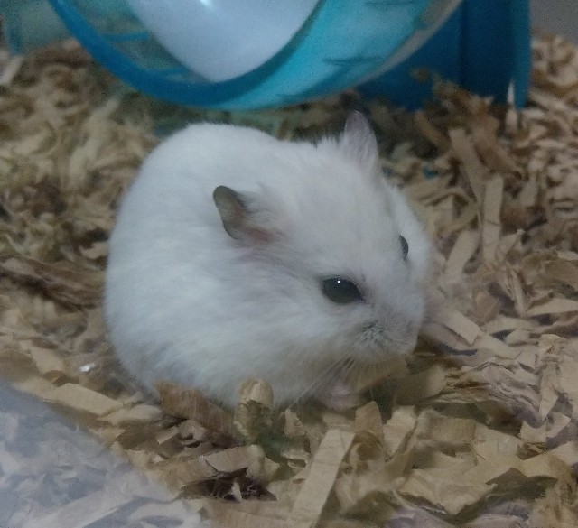 f:id:sinmogera:20190315010124j:image f:id:sinmogera:20190315010124j:image