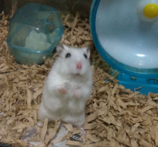 f:id:sinmogera:20190319001529j:image f:id:sinmogera:20190319001529j:image
