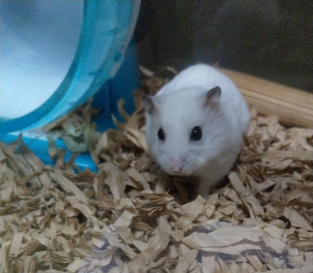 f:id:sinmogera:20190320231317j:image f:id:sinmogera:20190320231317j:image